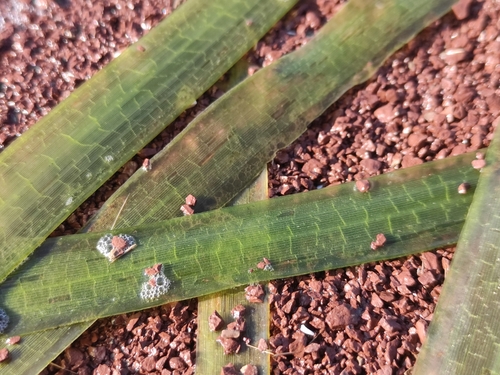 Image of Vallisneria australis by (c) Augustin Soulard, some rights reserved (CC BY)