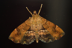 Hymenia