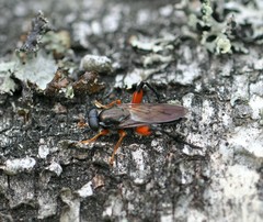 Chalcosyrphus valgus