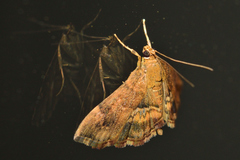 Hymenia