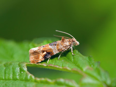 Lobesia reliquana