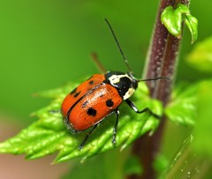 Cryptocephalus octopunctatus