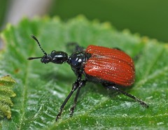 Apoderus coryli