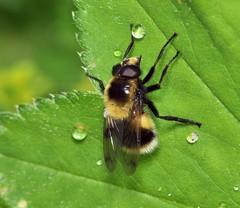 Volucella bombylans