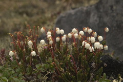 Cassiope tetragona tetragona