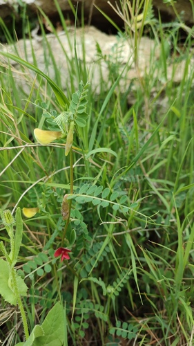 Grahorica (Vicia)
