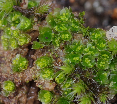 Oedipodiella