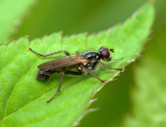 Cordilura