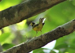 Setophaga citrina