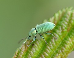 Phyllobius maculicornis