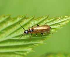 Rhagonycha nigriventris