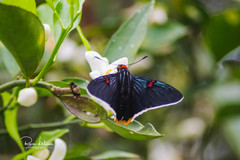 Phocides polybius phanias