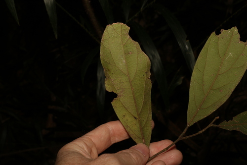 Image of Endiandra pubens by (c) Greg Tasney, some rights reserved (CC BY-SA)