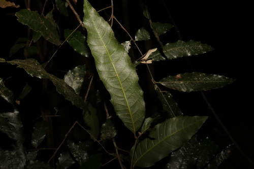 Image of Elattostachys nervosa by (c) Greg Tasney, some rights reserved (CC BY-SA)