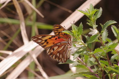 Dione vanillae insularis