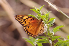 Dione vanillae insularis