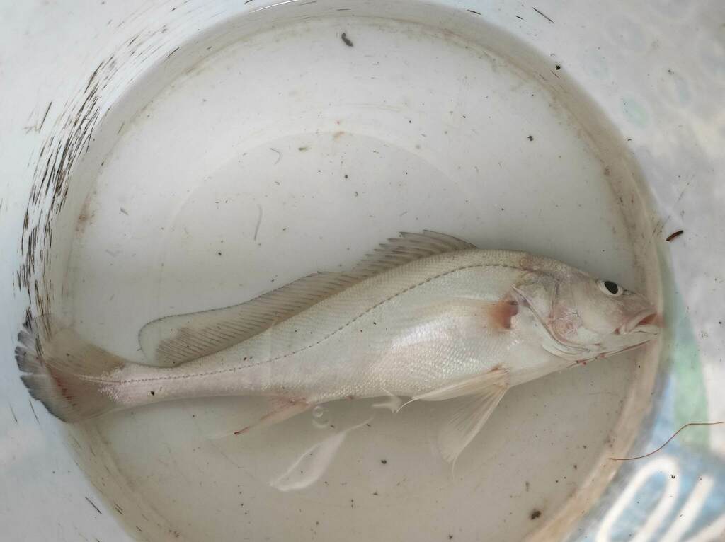 Boeseman croaker (Boesemania microlepis) — Sciaenidae