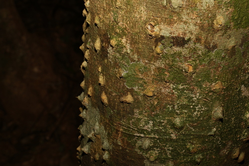 Image of Zanthoxylum brachyacanthum by (c) Greg Tasney, some rights reserved (CC BY-SA)