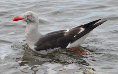 Leucophaeus scoresbii