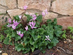 Cyclamen persicum