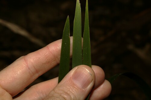 Image of Lomandra spicata by (c) Greg Tasney, some rights reserved (CC BY-SA)