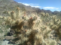 Cylindropuntia chuckwallensis