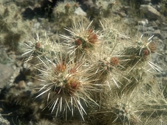 Cylindropuntia chuckwallensis