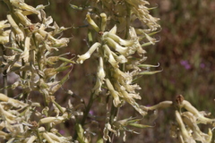 Astragalus oxyphysus