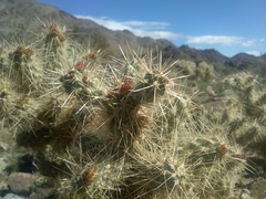 Cylindropuntia chuckwallensis