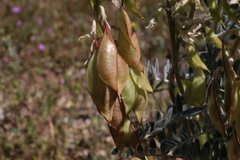 Astragalus oxyphysus