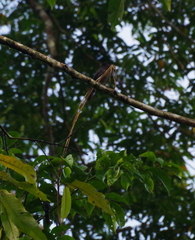 Pachyramphus minor