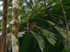 Pachyramphus minor