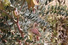 Astragalus oxyphysus
