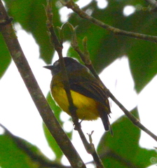 Myiotriccus ornatus