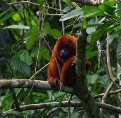 Alouatta sara