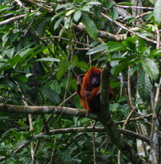 Alouatta sara