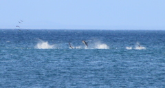 Sagmatias australis