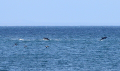 Sagmatias australis