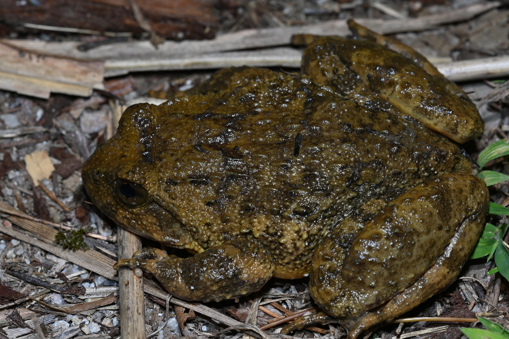 Spiny-flanked Frog (Quasipaa shini)