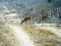 Odocoileus virginianus texanus
