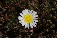 Malacothrix coulteri