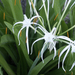 Perfumed Spiderlily - Photo (c) scott.zona, some rights reserved (CC BY-NC)