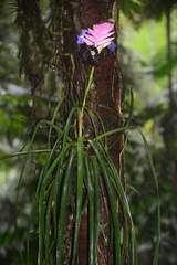 Wallisia cyanea
