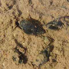 Melanopsis
