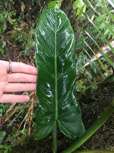 Philodendron subhastatum