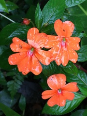 Impatiens hawkeri
