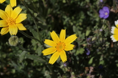 Monolopia lanceolata