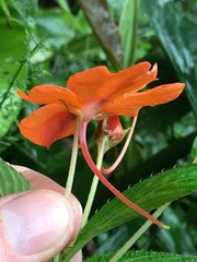 Impatiens hawkeri