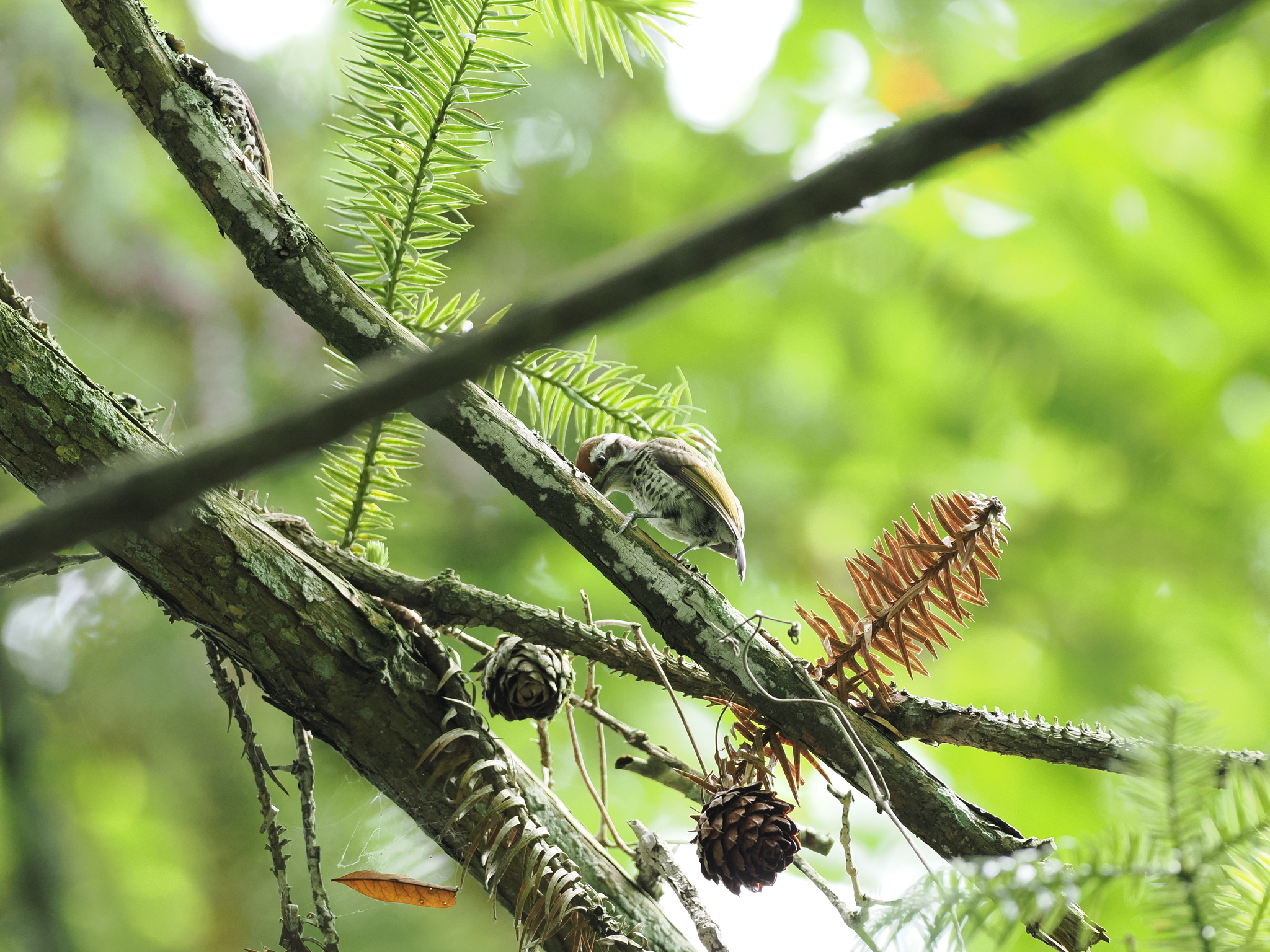 Speckled Piculet