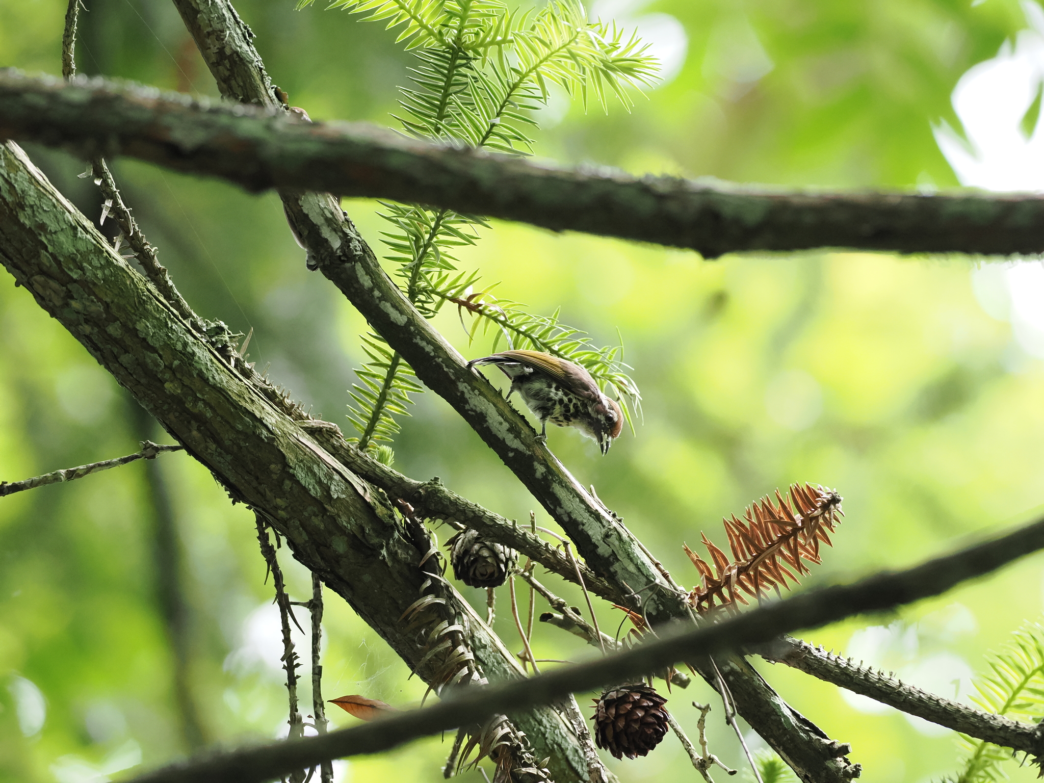 Speckled Piculet